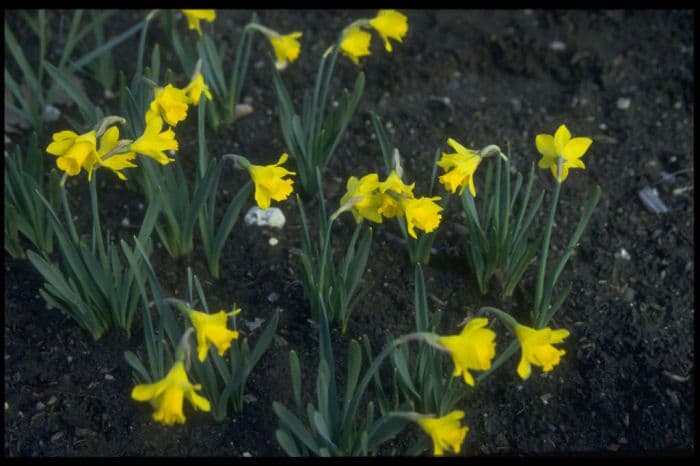 daffodil 'Little Gem'