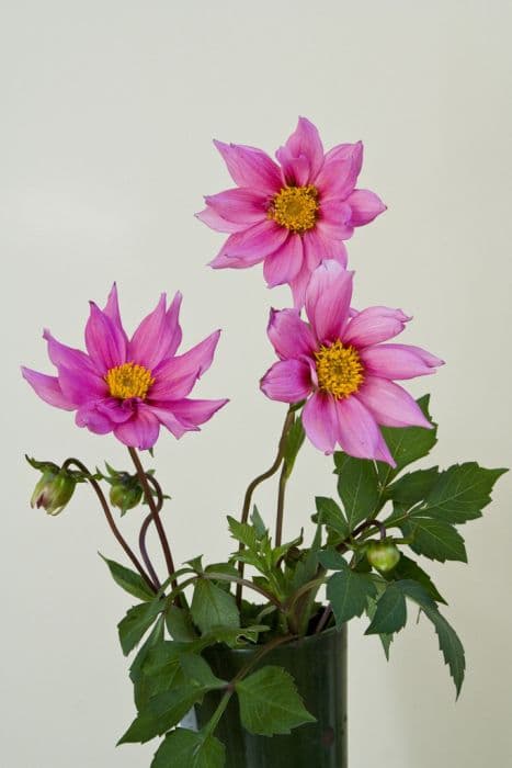 dahlia 'Honor Francis'