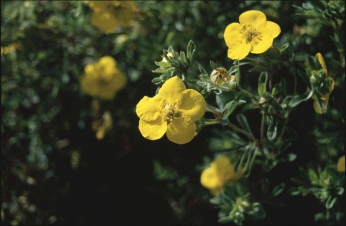 shrubby cinquefoil 'Goldstar'