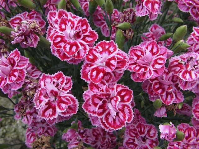 Pink 'Starburst'