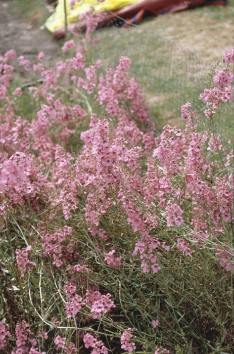 entire-leaved twinspur