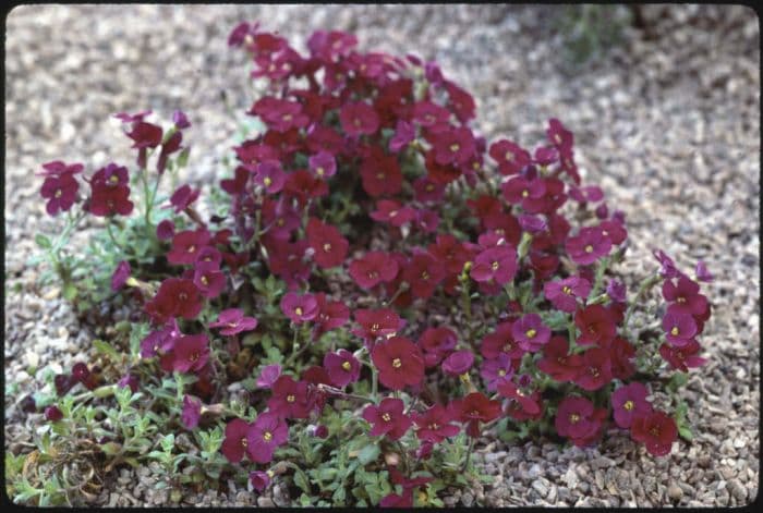 aubrieta 'Red Carpet'