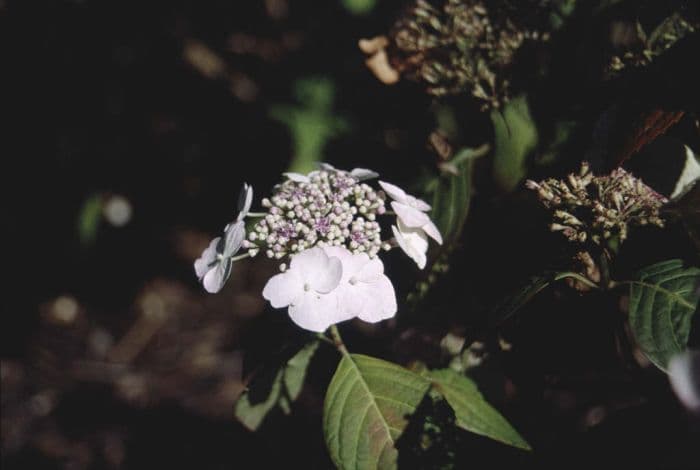 hydrangea 'Veitchii'