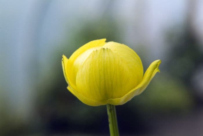 globeflower