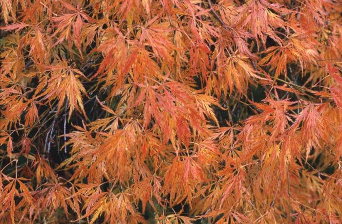 cut-leaved Japanese maple