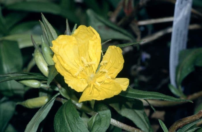 evening primrose 'Fyrverkeri'