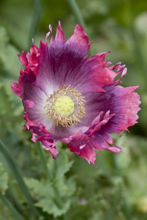 opium poppy