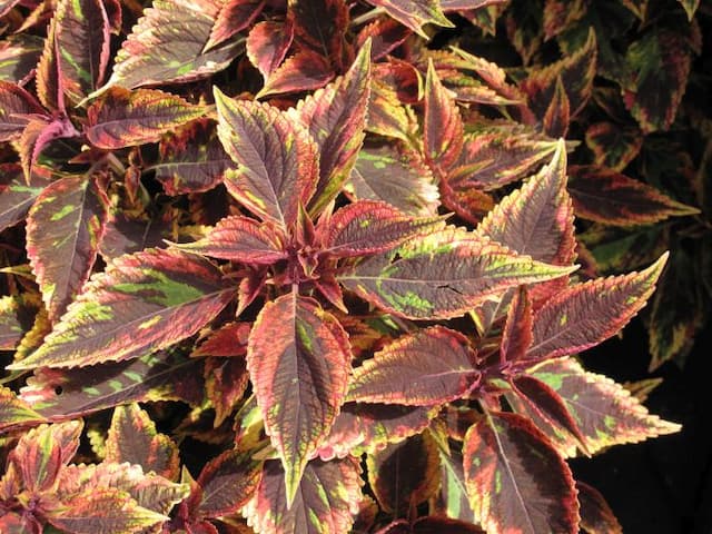 Coleus 'Combat'