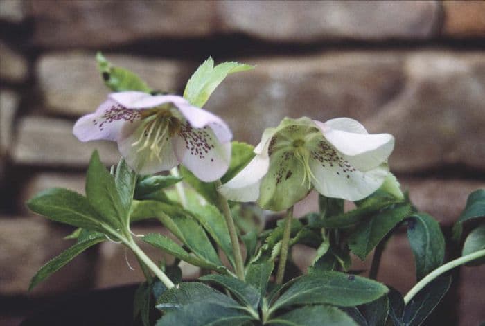 hellebore 'Helena Hall'