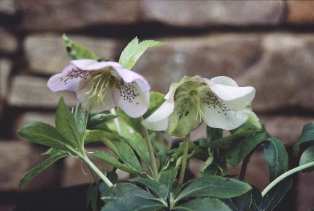 Hellebore 'Helena Hall'