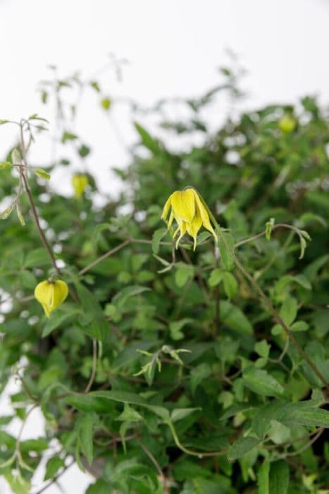 clematis [Little Lemons]