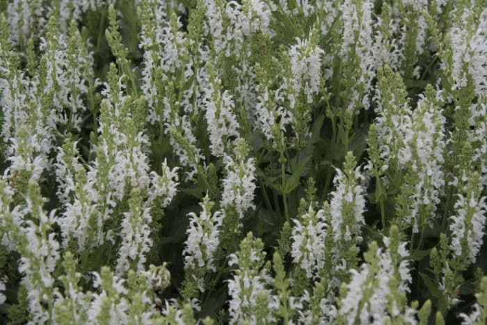 wood sage 'Schneehügel'