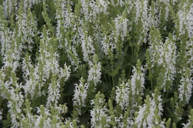 Wood sage 'Schneehügel'