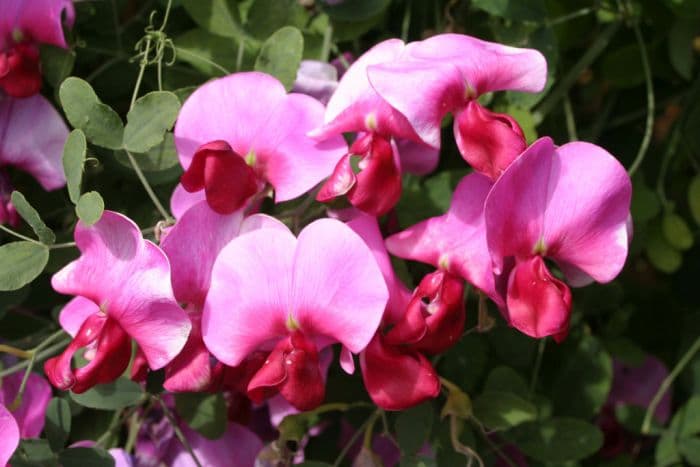 two-flowered everlasting pea