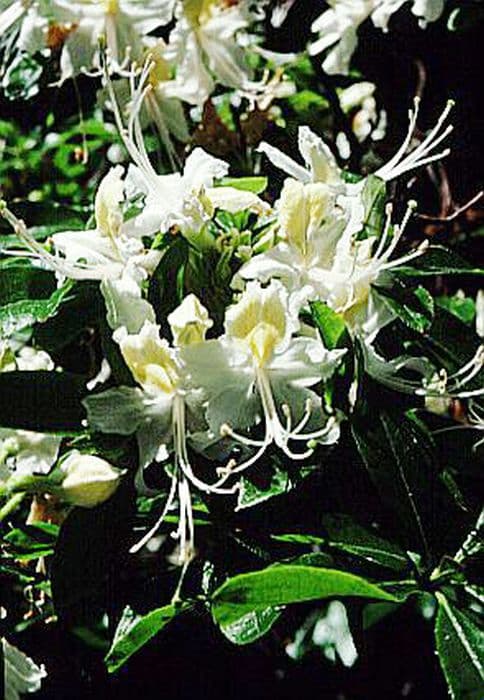 western azalea