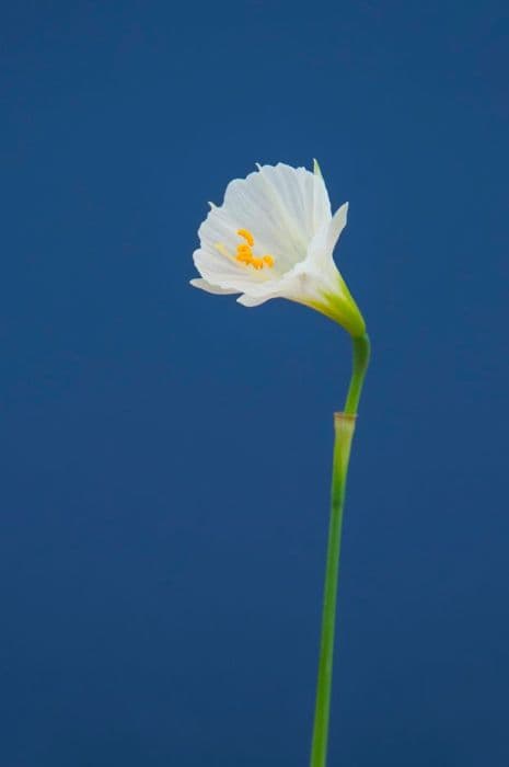 daffodil 'Sweet Angel'