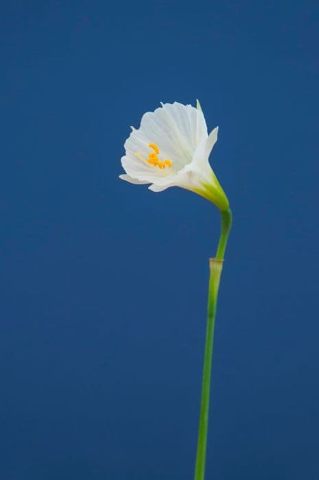 Daffodil 'Sweet Angel'