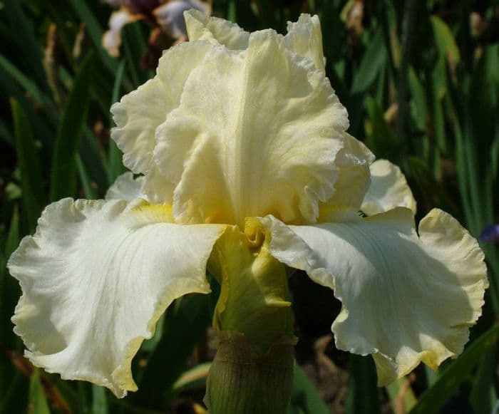 iris 'Cream Soda'