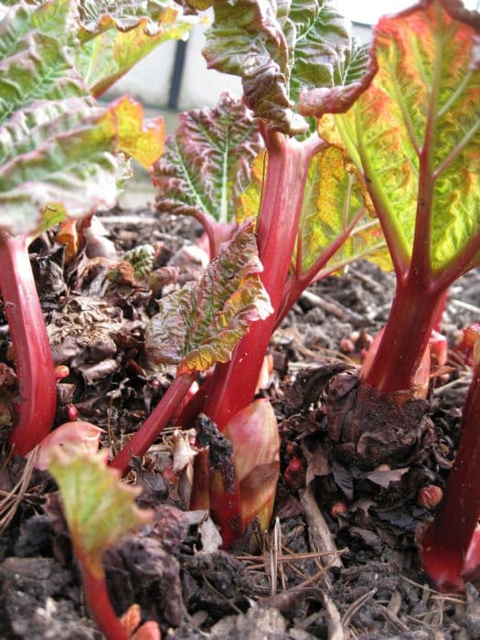 rhubarb 'Timperley Early'