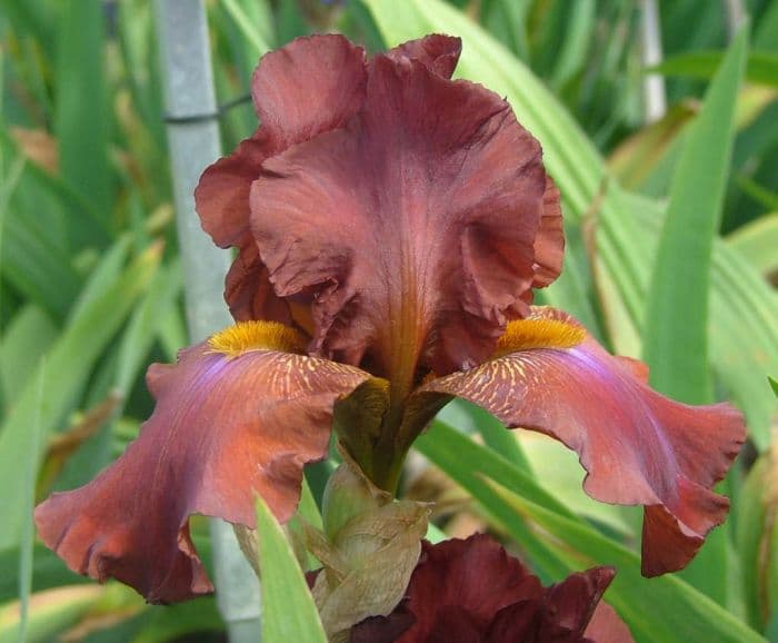 iris 'Tintinara'