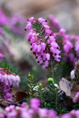 heather 'Ruby Glow'