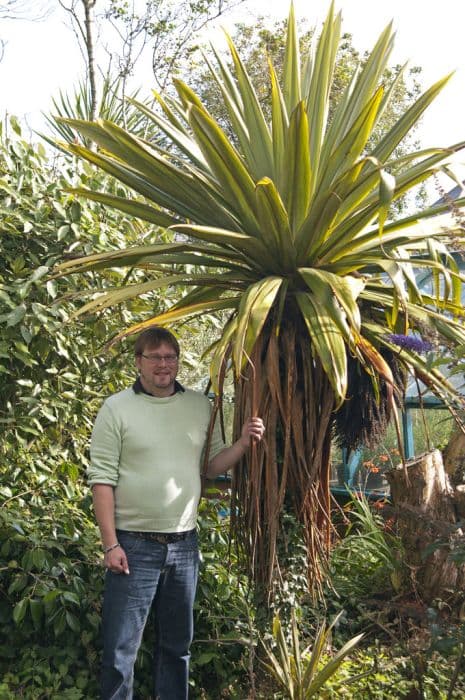 mountain cabbage tree