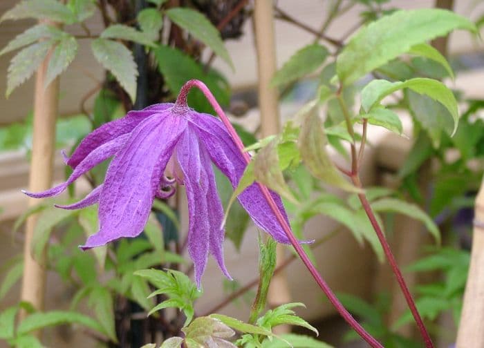 clematis 'Jan Lindmark'