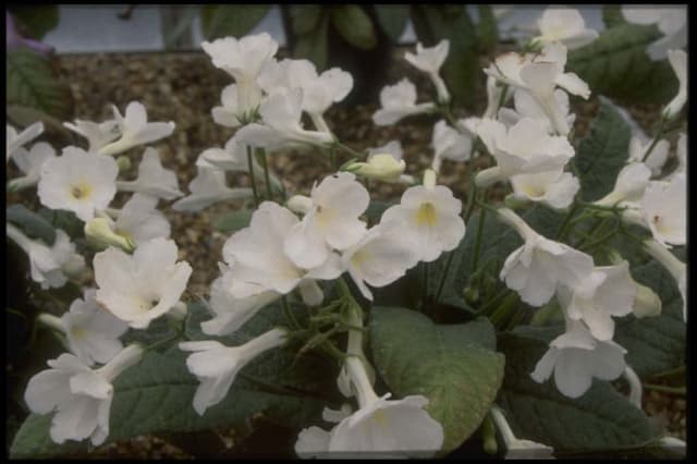 Cape primrose 'Snow White'