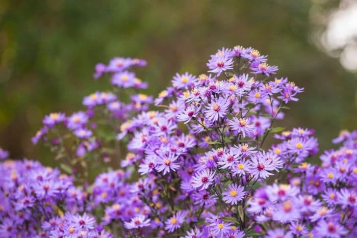 aster 'Prairie Purple'