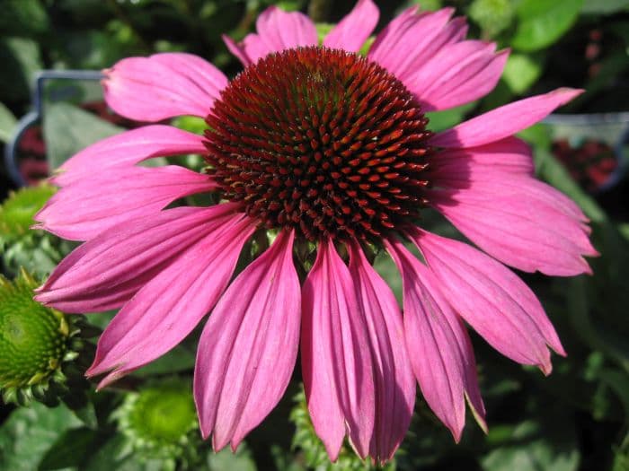 purple coneflower 'Little Magnus'