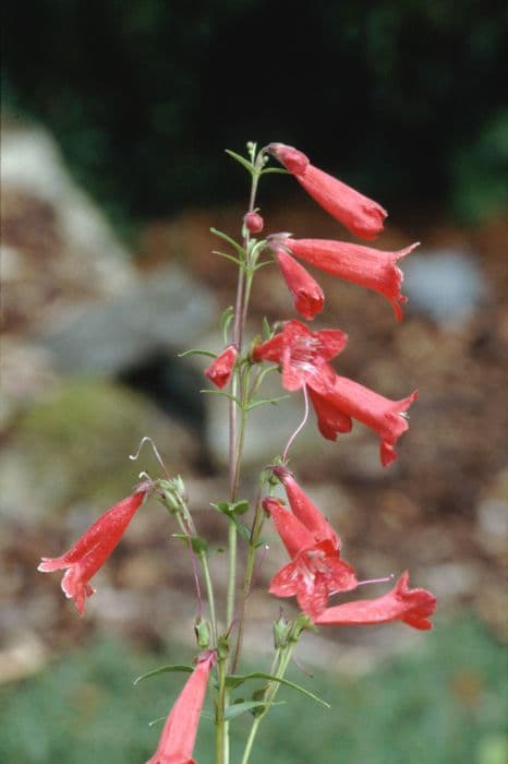 penstemon 'Windsor Red'