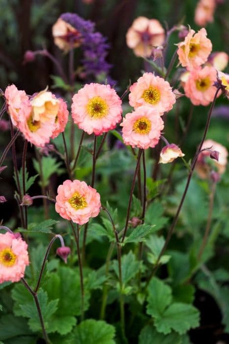 avens 'Mai Tai'