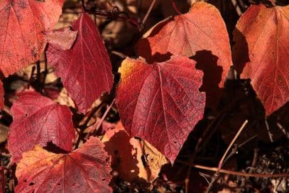 grape [Claret Cloak]