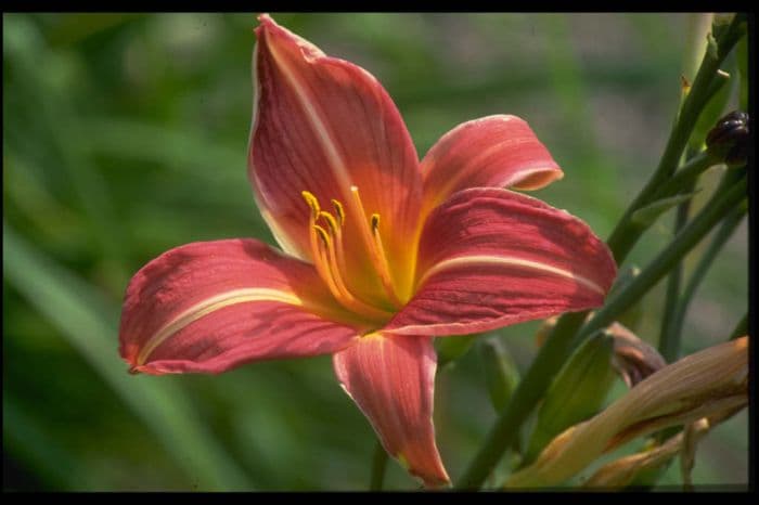 daylily 'Neyron Rose'