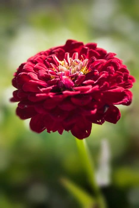 zinnia 'Benary's Giant Deep Red'