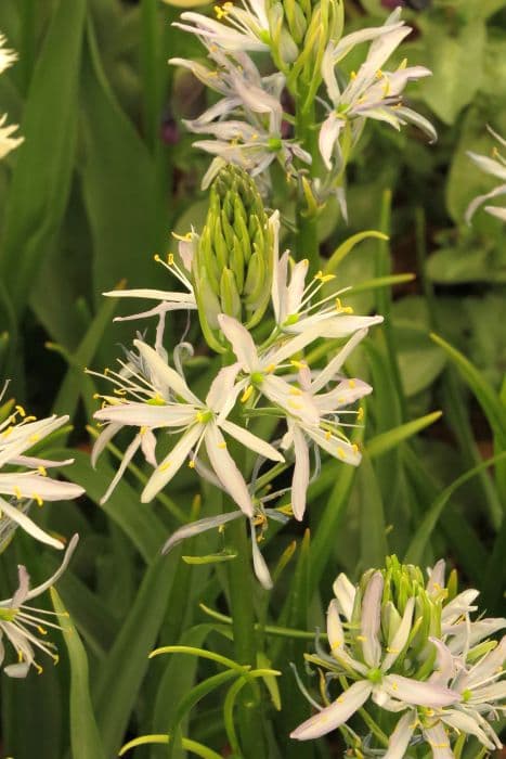 camas 'Blue Heaven'