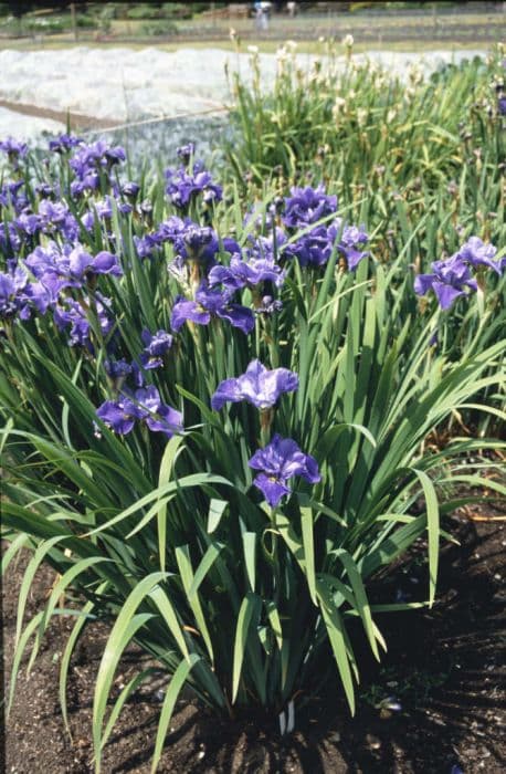Siberian iris 'Isla Serle'