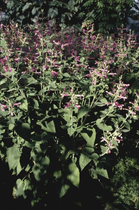 fruit-scented sage