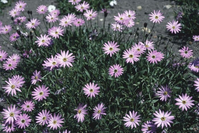 African daisy 'Hopleys'