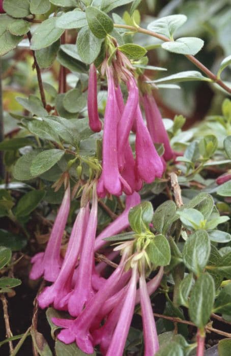 freely-flowering vesalea