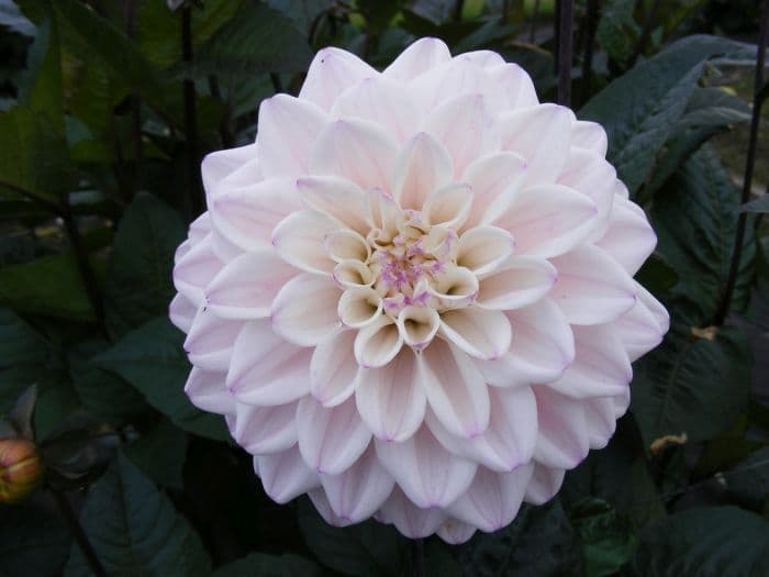 dahlia 'Fusion'