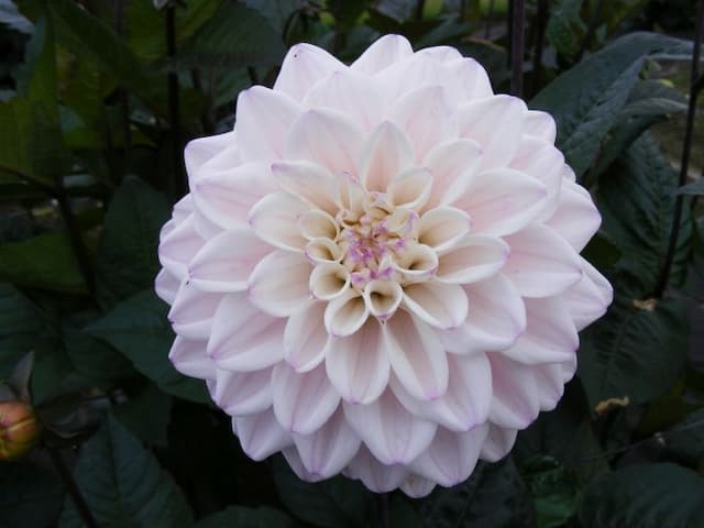 Dahlia 'Fusion'