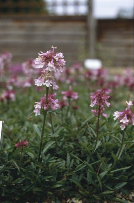 penstemon 'Roy Davidson'