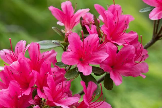 Rhododendron 'Hinode-giri'