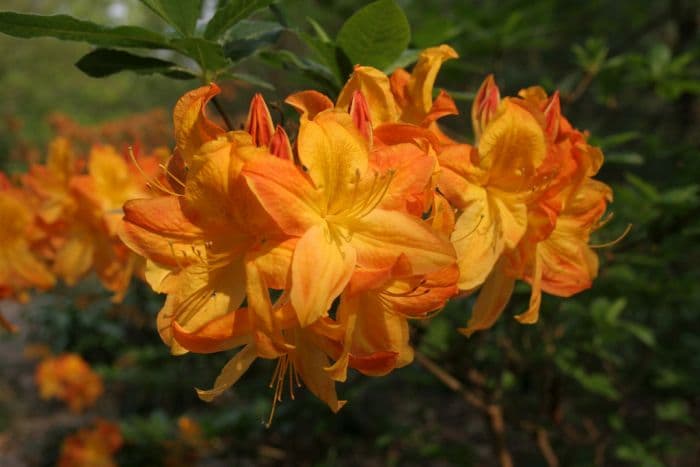 rhododendron 'Arneson Gem'