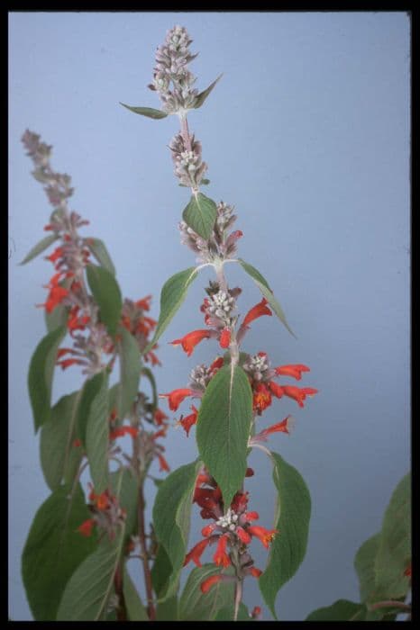 Scarlet-flowered colquhounia