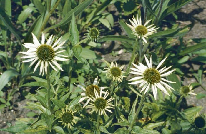 purple coneflower 'White Swan'