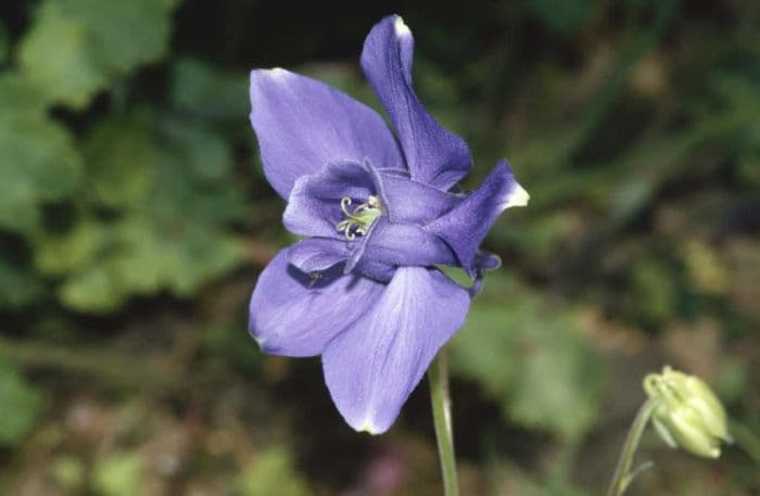 Bertoloni columbine