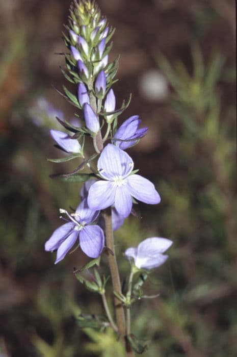 speedwell 'Ionian Skies'