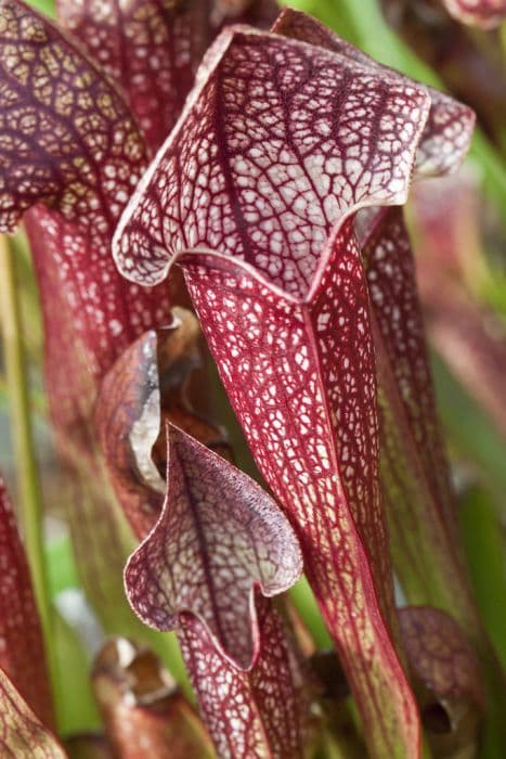 Pitcher plant 'Jenny Helen'